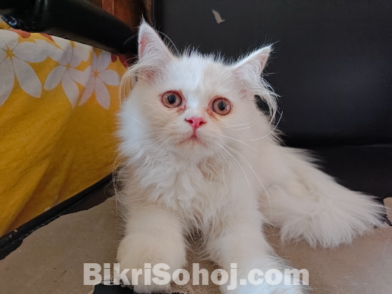 Persian Cat